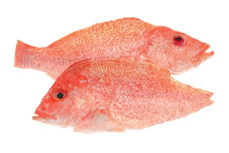 red-snapper-fillet_107499656