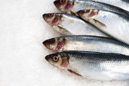 sardines_88127413