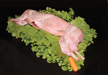 fresh-rabbit-with-head