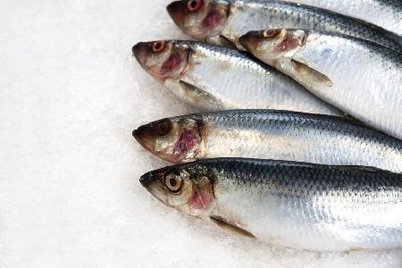 sardines_88127413