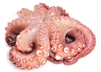 large-octopus_107907284