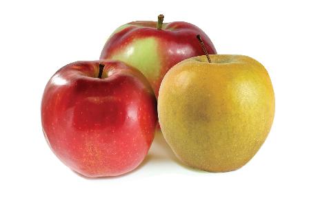 apples-mcintosh-spartan-cortland-russet