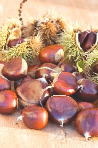 chestnuts