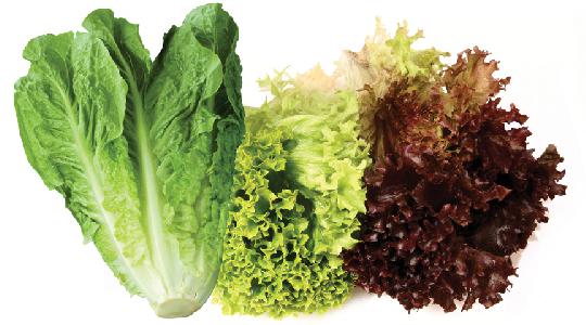 leaf-lettuce-romaine_36031597