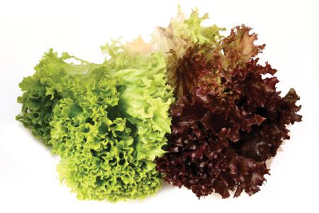 leaf-lettuce_36031597
