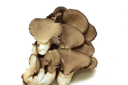 pleurotes-oyster-mushrooms