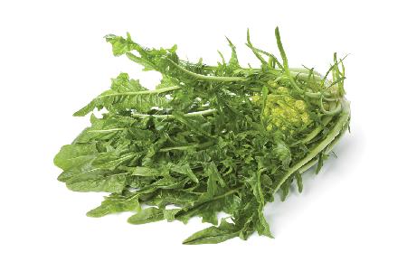 puntarelle-chicory_96286370